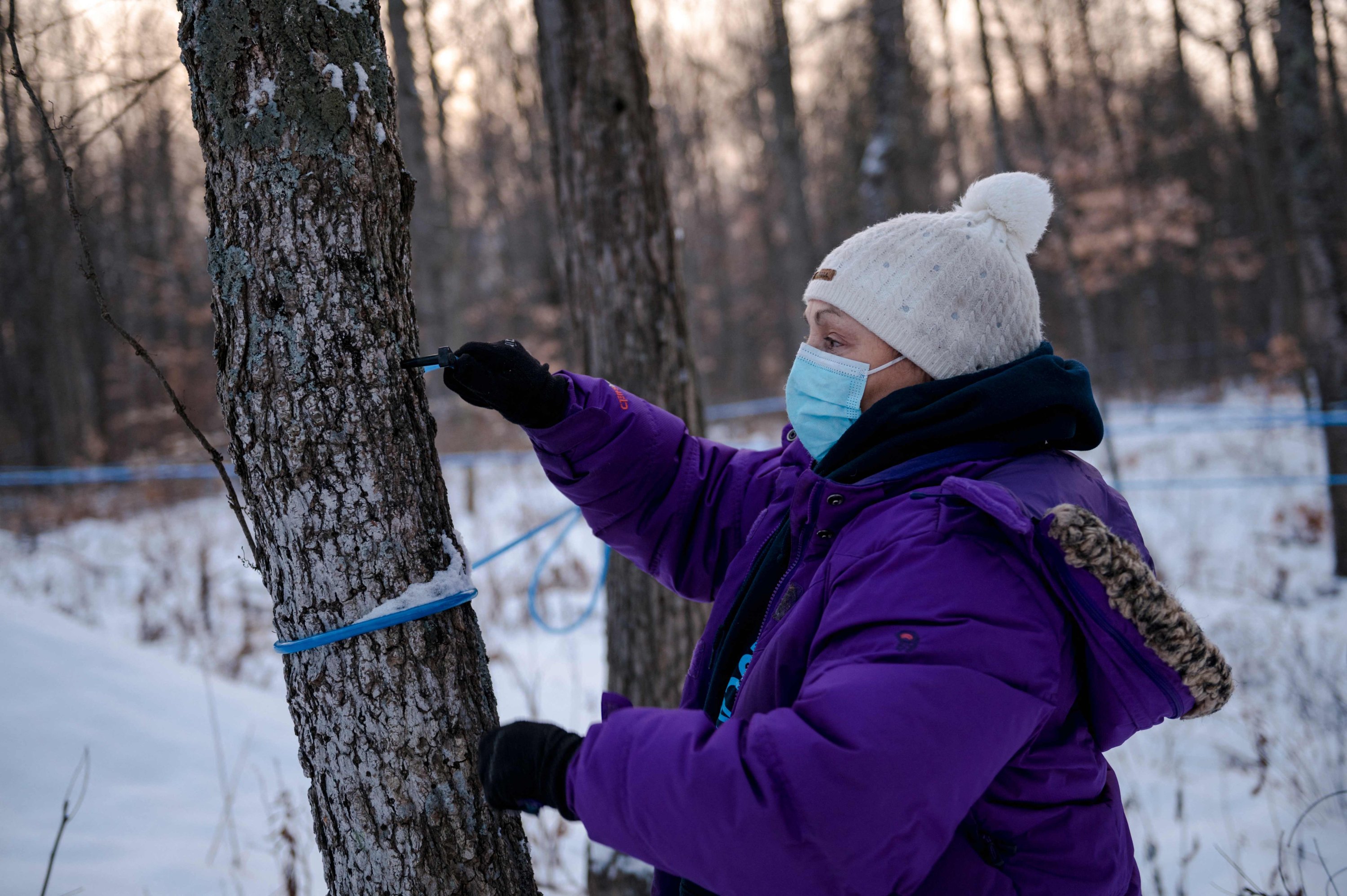 Maryse Nault demonstrates how she taps a maple tree to collect the sap at the Belfontaine Holstein farm Saint-Marc-sur-Richelieu, Quebec, Canada, Dec. 9, 2021. (AFP Photo)