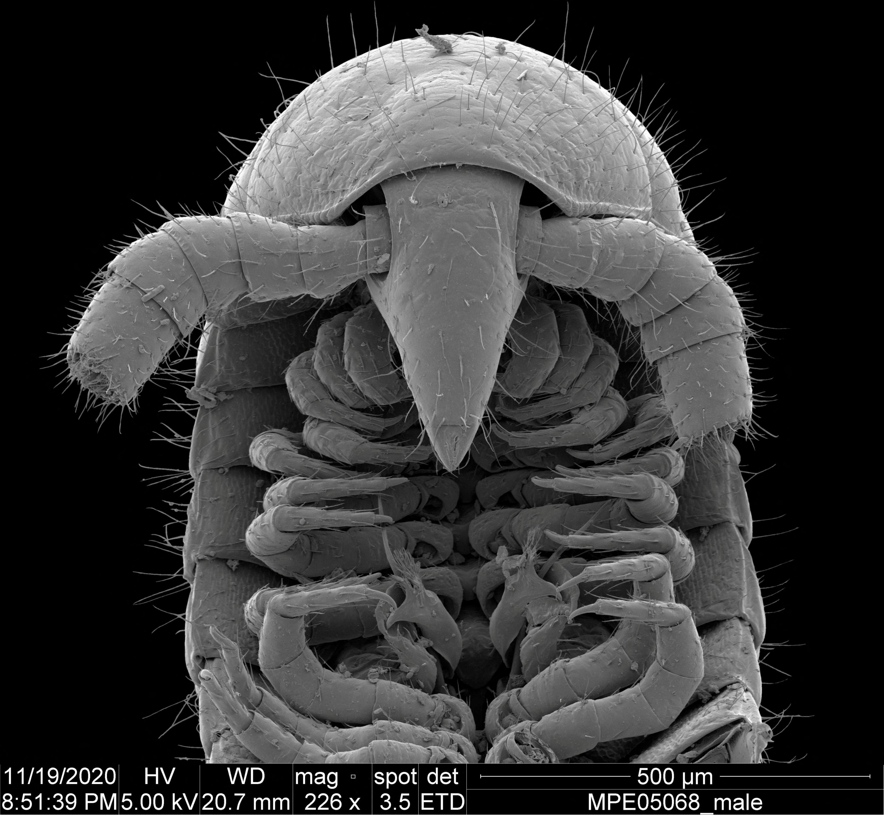 Sebuah pandangan mikroskopis dari kepala dan pelengkap reproduksi yang disebut gonopoda dari individu laki-laki dari spesies kaki seribu tanpa mata yang baru diidentifikasi Eumillipes persephone ditemukan jauh di bawah tanah di Australia.  (Foto Reuters)