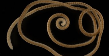 A female millipede of the newly identified species Eumillipes persephone discovered deep underground in Australia. (Reuters Photo)