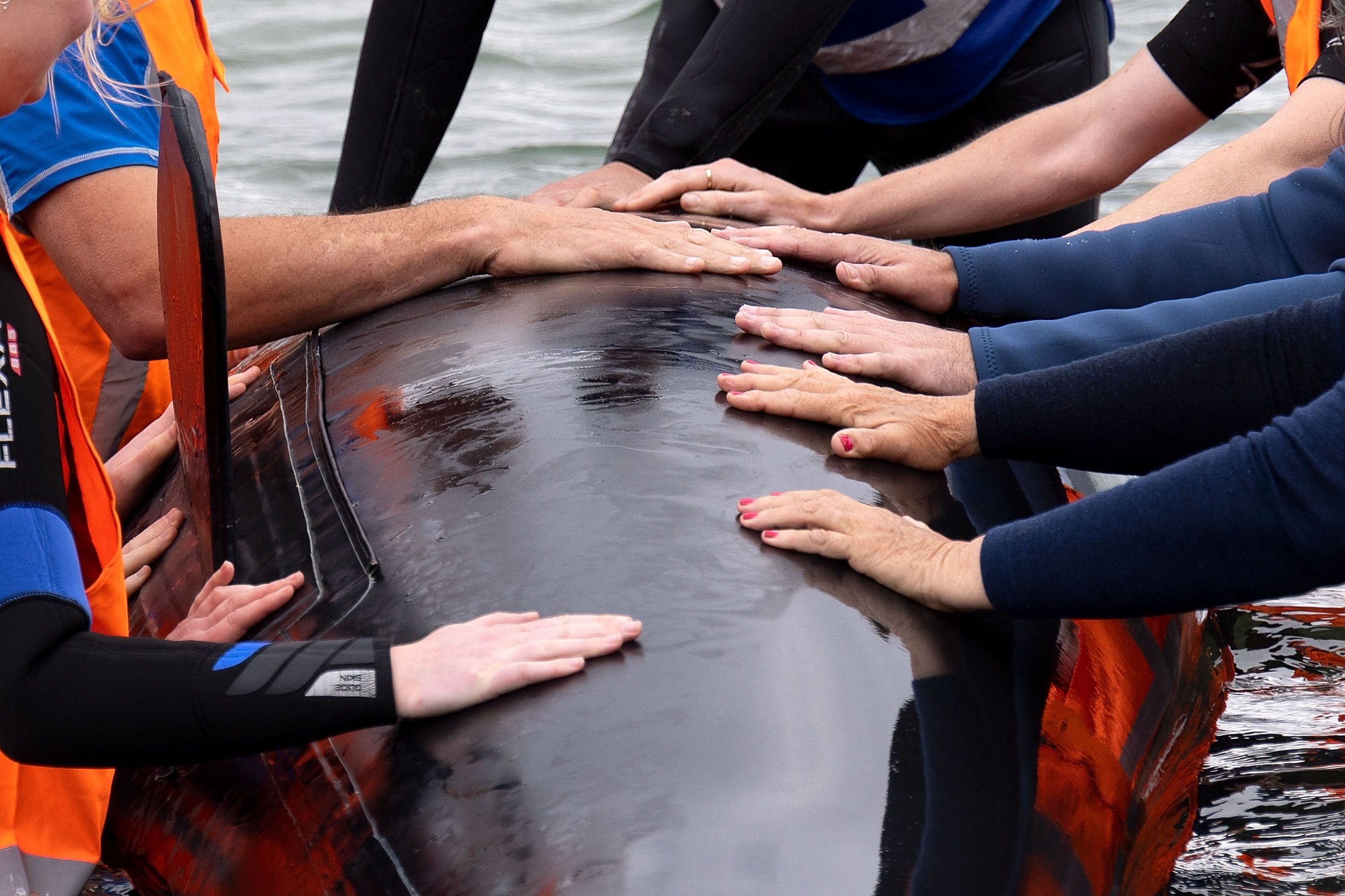 A group of volunteers from New Zealand whale rescue charity Project Jonah are taught how to save a stranded whale by a group instructor, at Scorching Bay in Wellington, Dec. 11, 2021.  (AFP Photo)