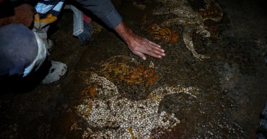 An expert cleans the rooster depictions on the mosaic, Izmir, western Turkey, Dec. 18, 2021. (AA) 