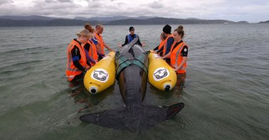 A group of volunteers from New Zealand whale rescue charity Project Jonah are taught how to save a stranded whale by a group instructor, at Scorching Bay in Wellington, Dec. 11, 2021. (AFP Photo)