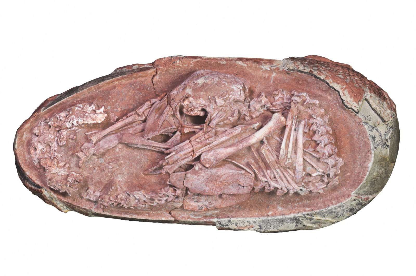 Embrio dinosaurus berusia 66 juta tahun yang diawetkan dengan sempurna ditemukan di China