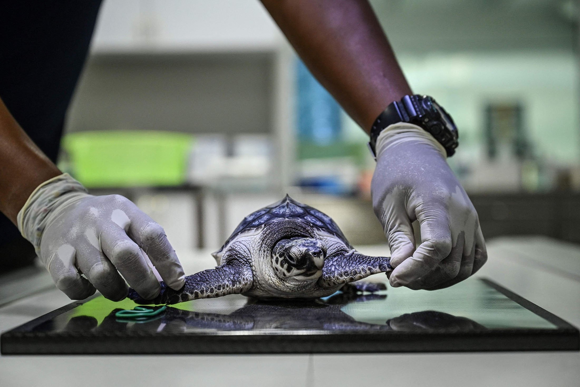 A marine biologist spreads out the flippers of a sea turtle for an X-ray at the Phuket Marine Biological Center in Phuket, Thailand, Nov. 23, 2021. (AFP Photo)