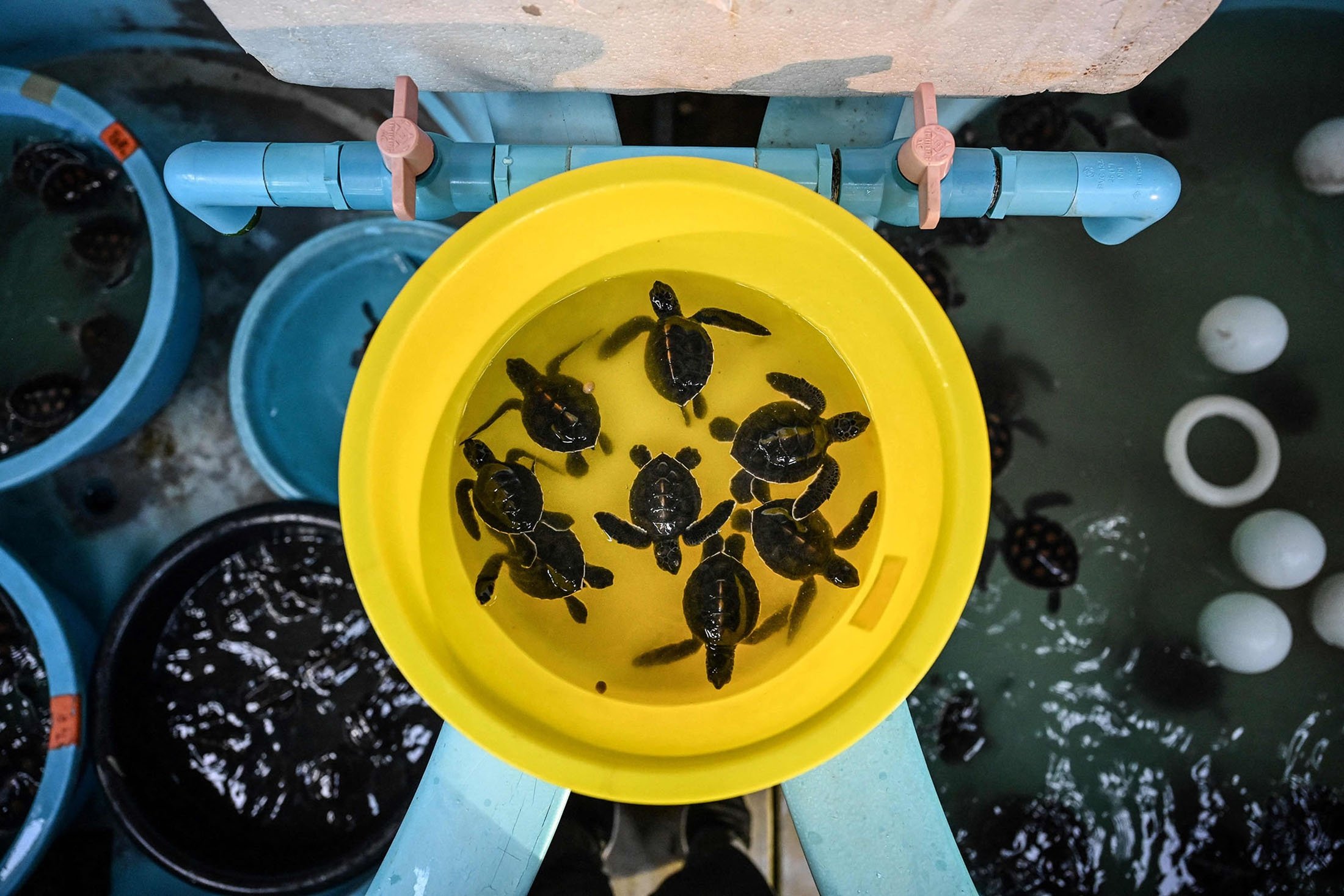 Baby sea turtles are raised at the Phuket Marine Biological Center in Phuket, Thailand, Nov. 23, 2021. (AFP Photo)