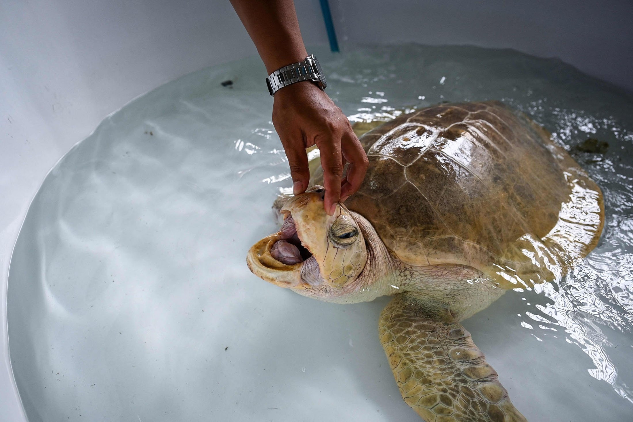 A marine biologist inspects a sea turtle at the Phuket Marine Biological Center in Phuket, Thailand, Nov. 23, 2021. (AFP Photo)