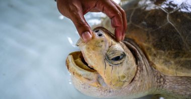 A marine biologist inspects a sea turtle at the Phuket Marine Biological Center in Phuket, Thailand, Nov. 23, 2021. (AFP Photo)
