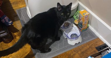 This photo provided by Sonny "Hoot" Gibson on Sunday, Dec. 19, 2021 shows Madix the cat, who was found in the rubble of Gibson's Mayfield, Ky. office building nine days after a tornado devastated much of the town. (Sonny "Hoot" Gibson via AP)