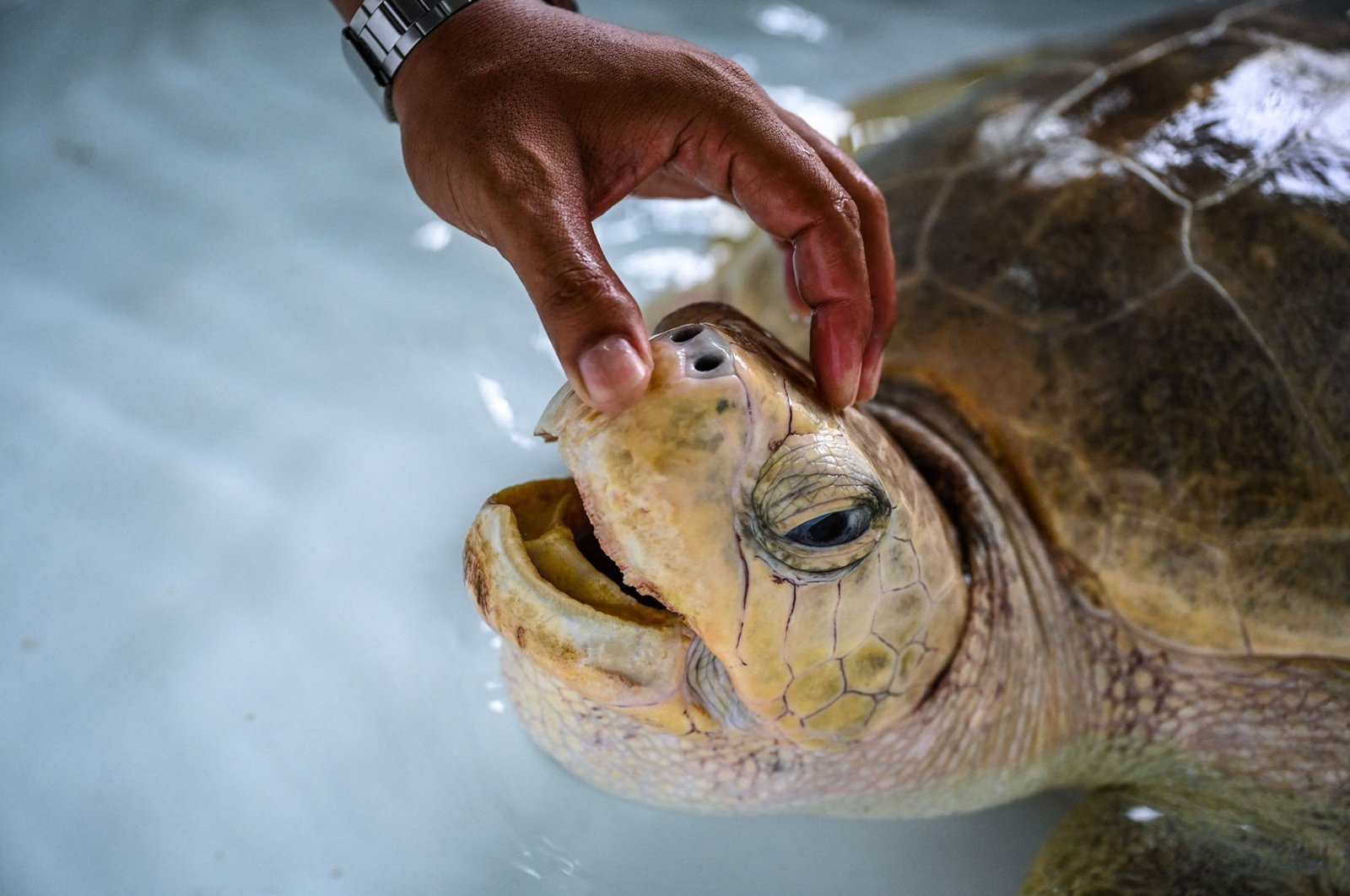 A marine biologist inspects a sea turtle at the Phuket Marine Biological Center in Phuket, Thailand, Nov. 23, 2021. (AFP Photo)