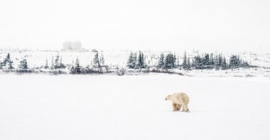 A polar bear seeks shelter from the looming blizzard near the Hudson Bay community of Churchill, Manitoba, Canada, Nov. 20, 2021. (Reuters Photo)