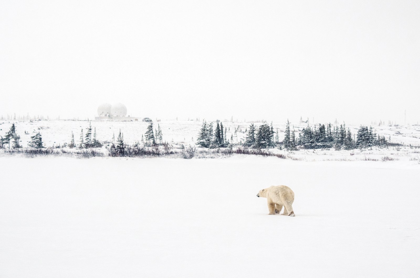 A polar bear seeks shelter from the looming blizzard near the Hudson Bay community of Churchill, Manitoba, Canada, Nov. 20, 2021. (Reuters Photo)