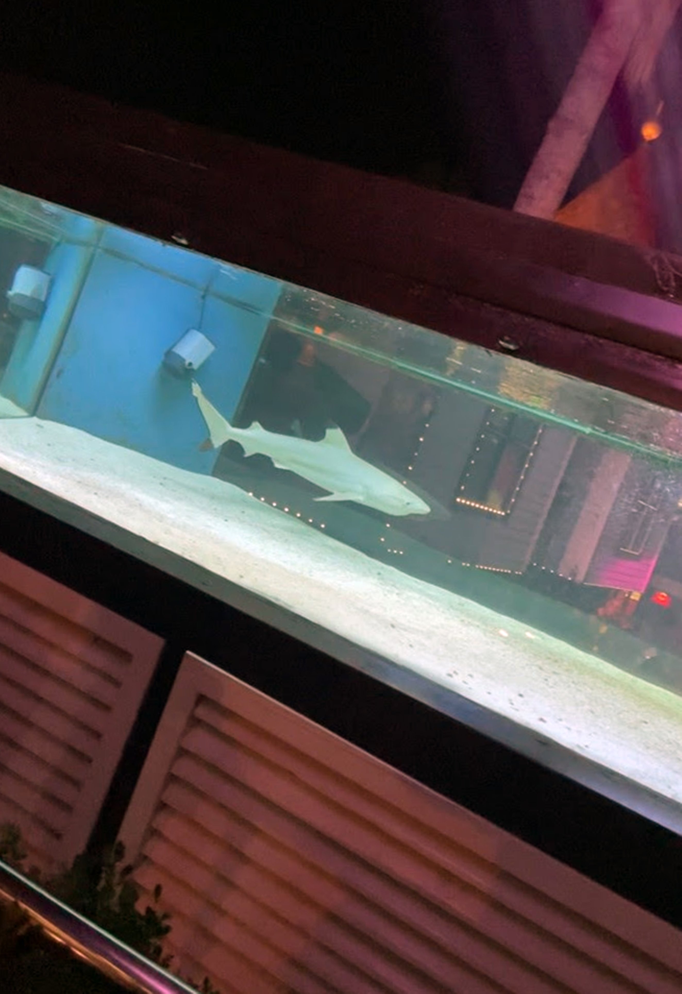 Klub malam yang menampilkan akuarium berisi hiu hidup di Alanya, Turki selatan, 25 Desember 2021. (Foto DHA)