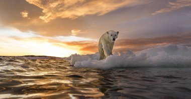A polar bear stands on melting sea ice near Harbour Islands in Repulse Bay, Canada. (Getty Images)