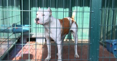 A view of a pit bull locked up in a shelter after attacking two children in Sultangazi district, in Istanbul, Turkey, Dec. 27, 2021. (DHA PHOTO) 