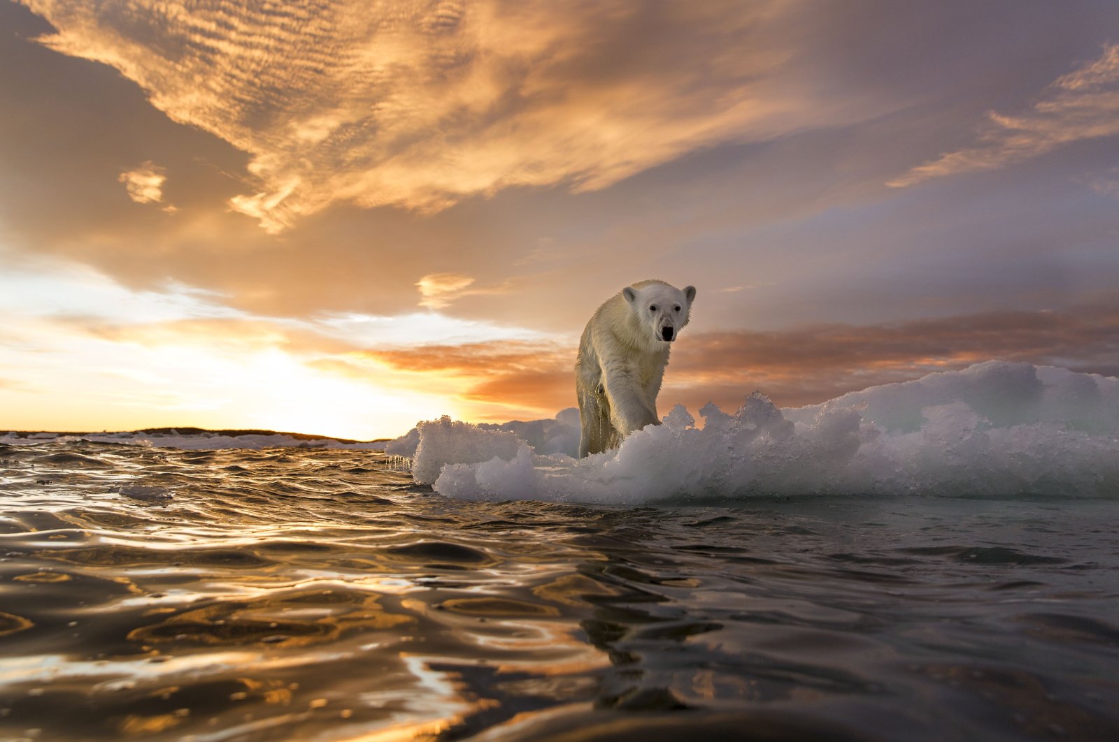 A polar bear stands on melting sea ice near Harbour Islands in Repulse Bay, Canada. (Getty Images)