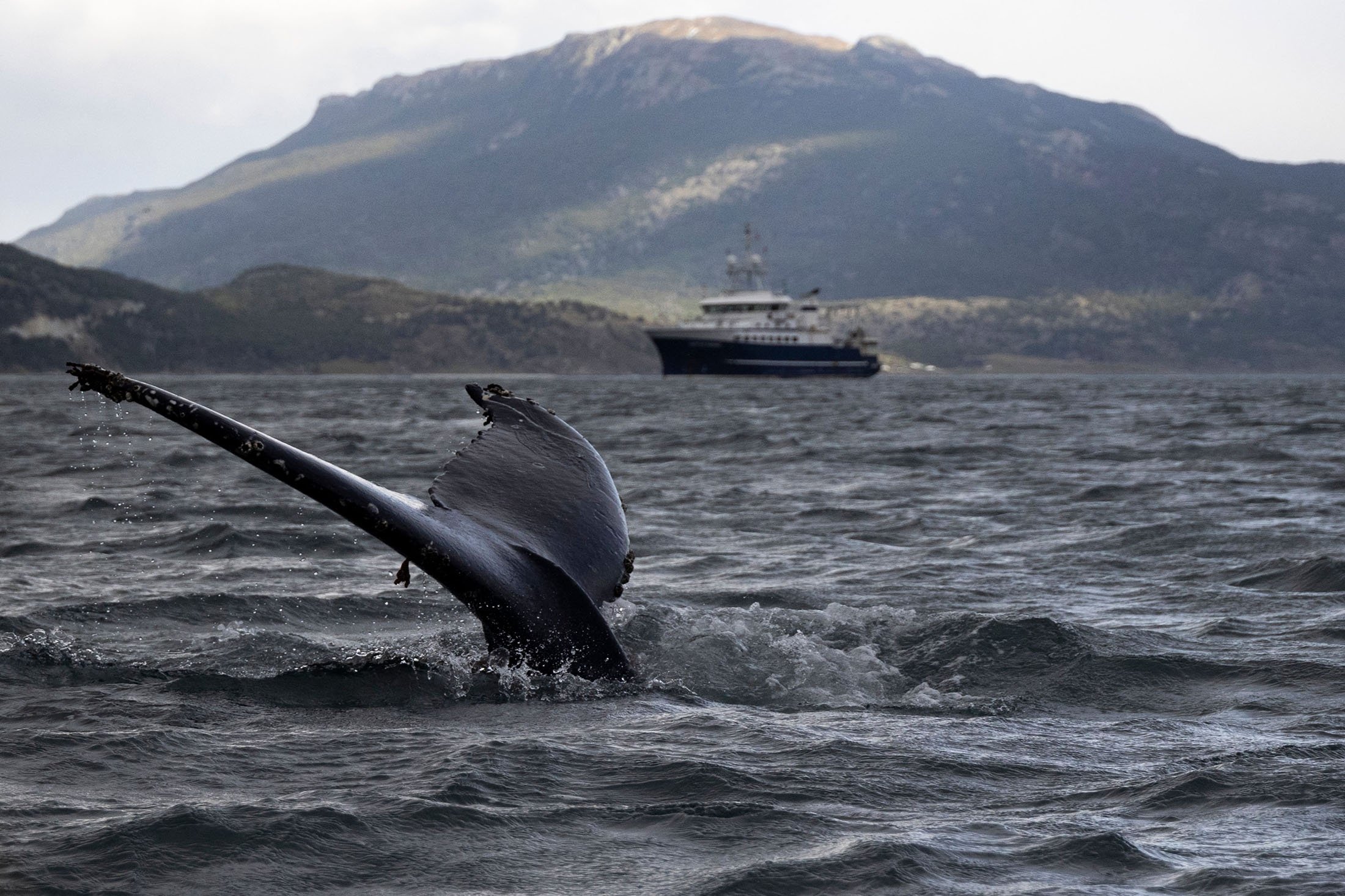A humpback whale is seen at the Beagle Channel, Chile, Nov. 29, 2021. (AFP Photo)