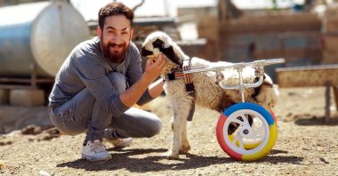Hasan Kızıl poses next to a disabled lamb in a wheelchair built from toys, in Mardin, southeastern Turkey, May 23, 2018. (DHA PHOTO)