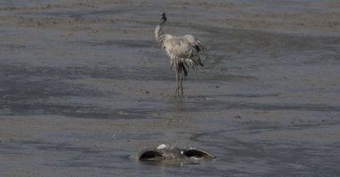 A dead crane lies on the ground at the Hula Lake conservation area in northern Israel, Dec. 25, 2021. (AP Photo)