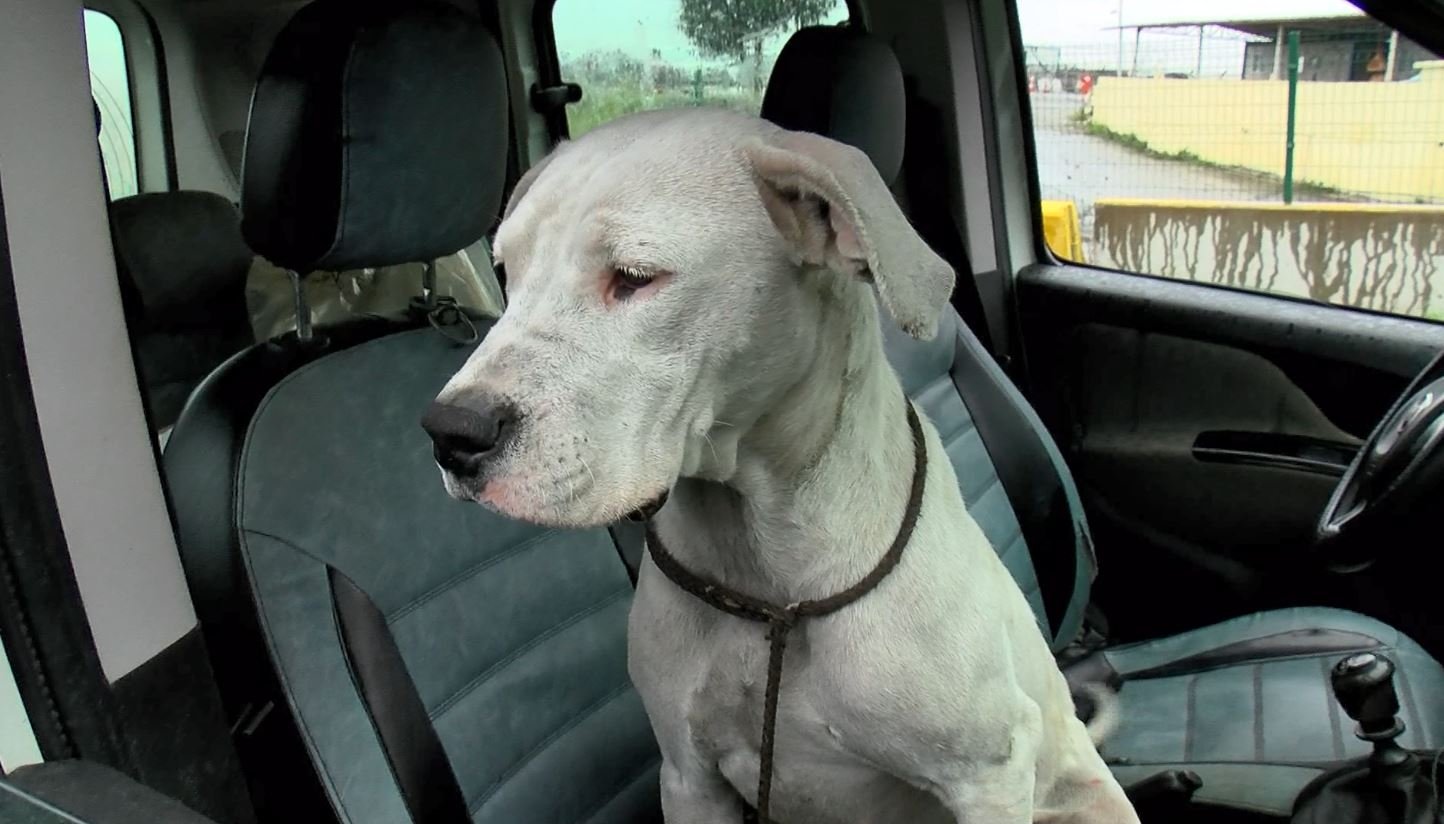 A rescued Dogo Argentino abandoned by his owner sits in a car, in Istanbul, Turkey, Dec. 31, 2021. (DHA PHOTO)