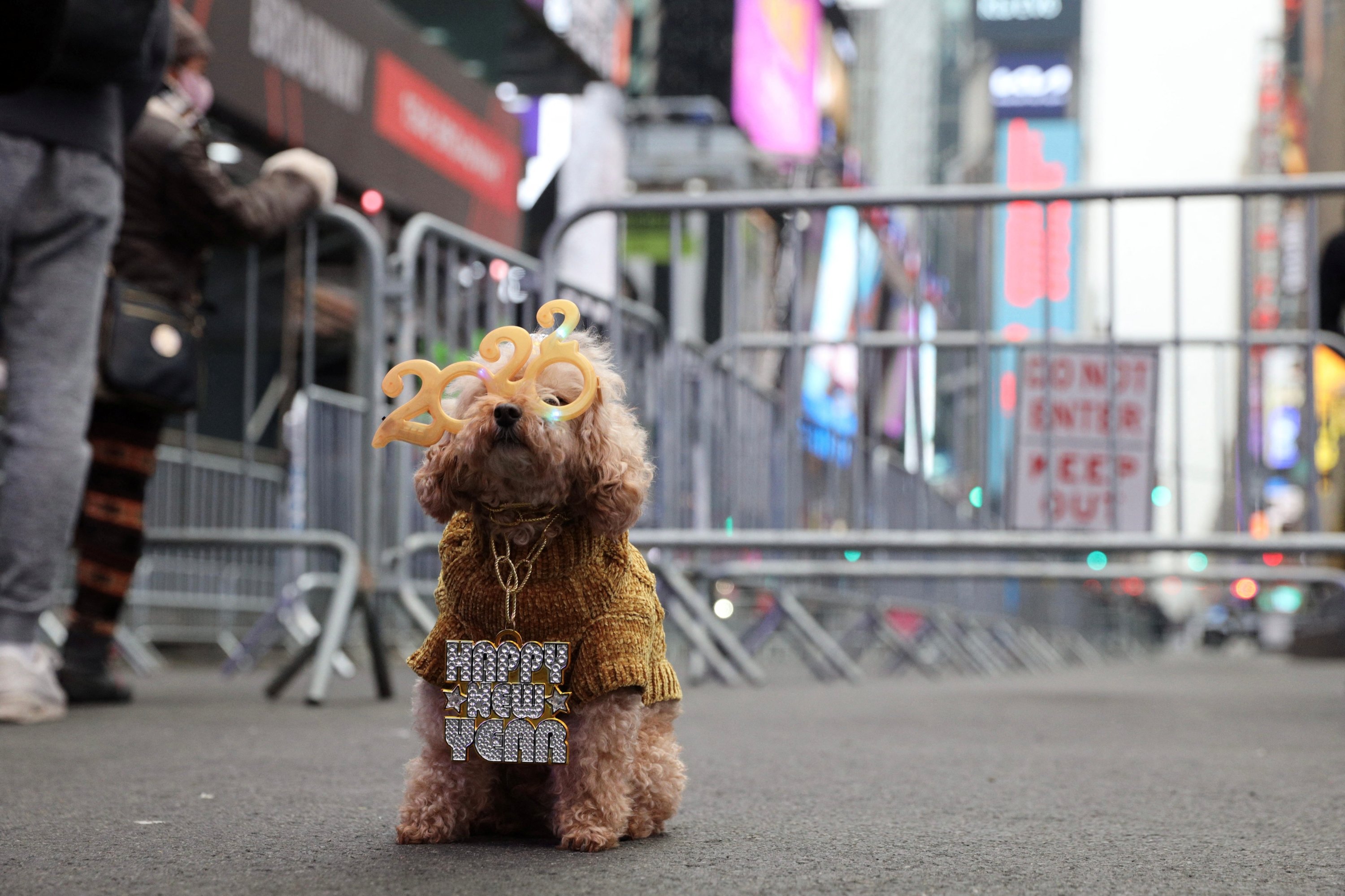 Teddy, anjing pudel mini berusia 12 tahun yang mengenakan kacamata 2022 duduk di West 47th Street menjelang perayaan Malam Tahun Baru di Times Square, New York City, AS, 31 Desember 2021. (Foto Reuters)