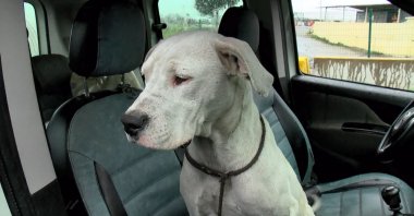 A rescued Dogo Argentino abandoned by his owner sits in a car, in Istanbul, Turkey, Dec. 31, 2021. (DHA PHOTO)