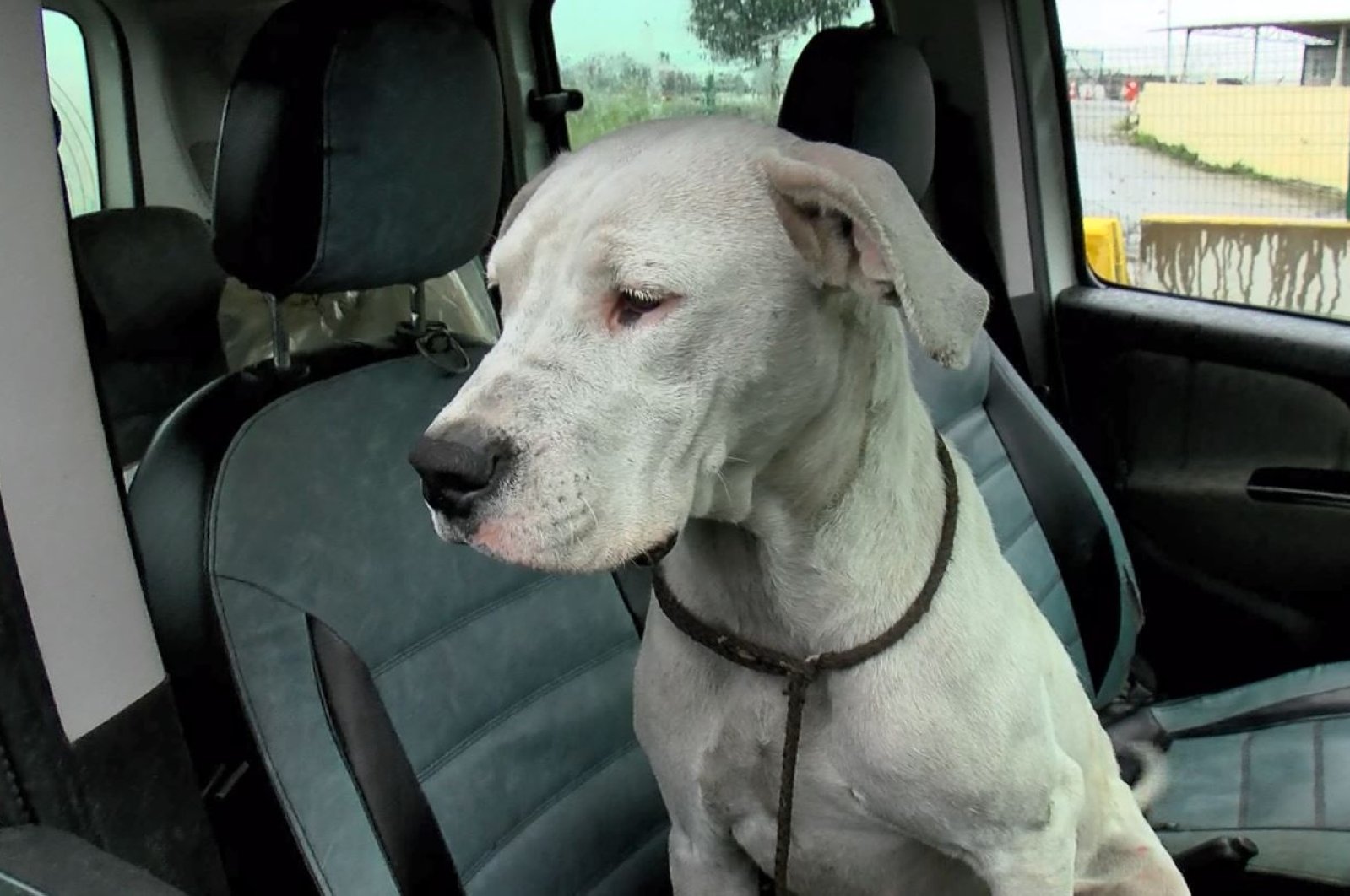 Pemilik meninggalkan anjing ‘berbahaya’ sebelum larangan di Turki