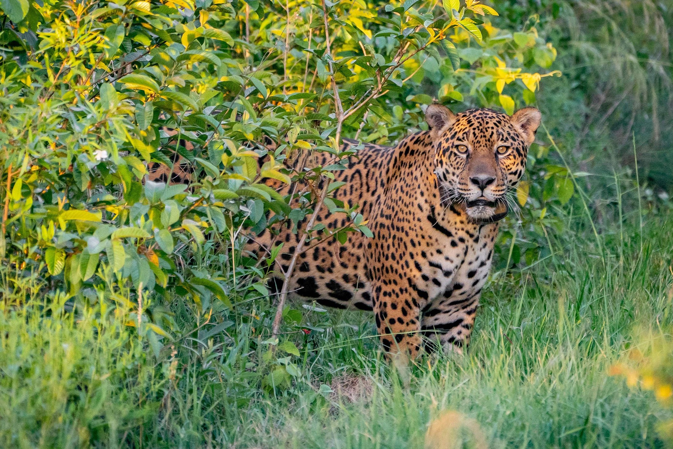Argentina releases jaguar into wild to help boost species' numbers | Daily  Sabah