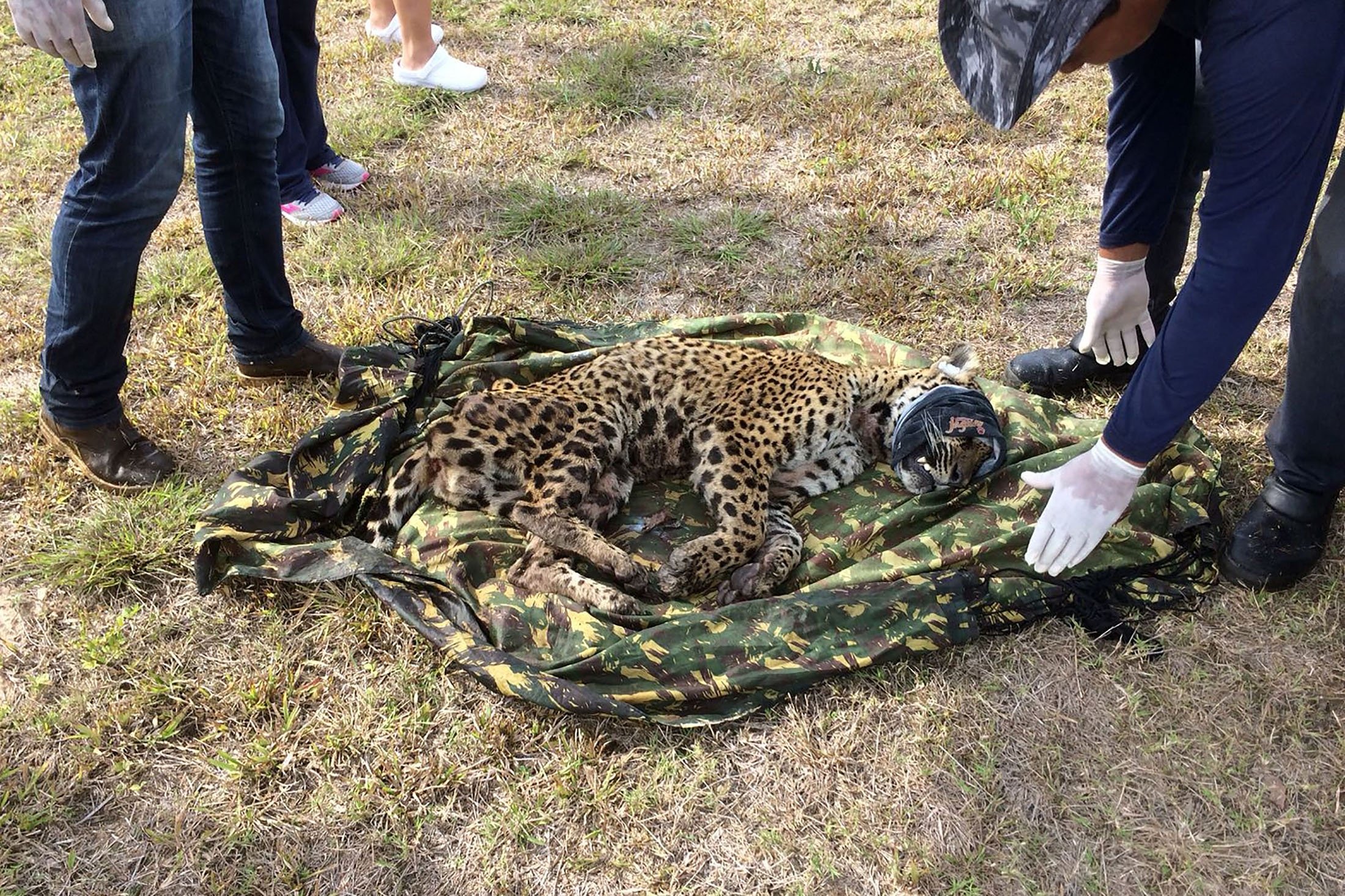 Argentina releases jaguar into wild to help boost species' numbers | Daily  Sabah