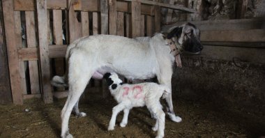 A Kangal dog breastfeeds a lamb, in Sivas, central Turkey, Jan. 1, 2022. (AA Photo)