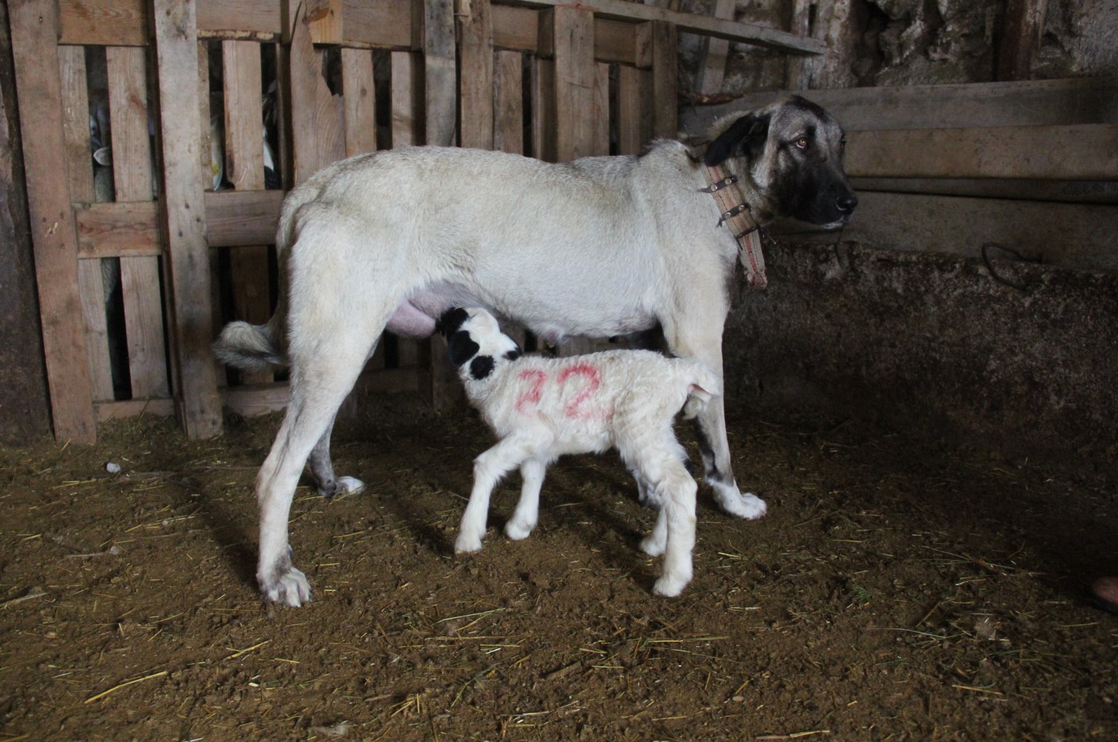 Anjing Kangal Turki menjadi ibu kedua bagi anak domba