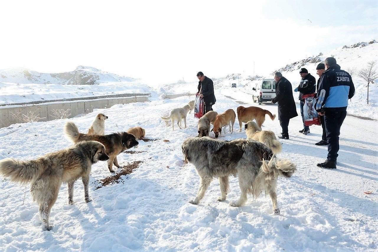 Awak kota memberi makan anjing-anjing liar di daerah tertutup salju di distrik Tuşba di Van, Turki timur, 2 Januari 2022. (İHA PHOTO)