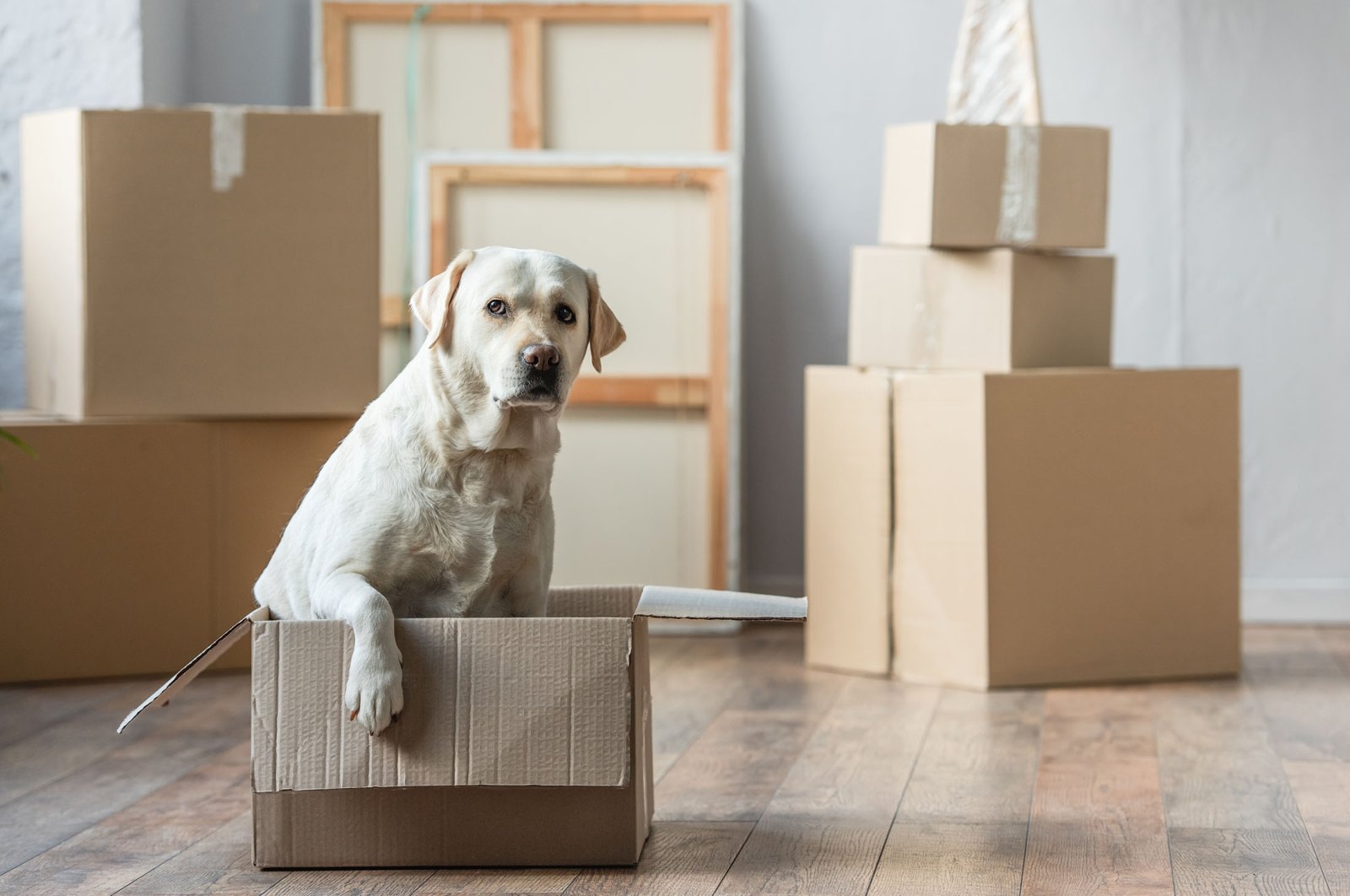 Moving means stress – not only for people, but also for their dogs. (Shutterstock Photo)