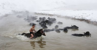 A young man rides a horse next to buffalos in the spring in Bitlis, eastern Turkey, Jan. 4, 2022. (AA PHOTO)
