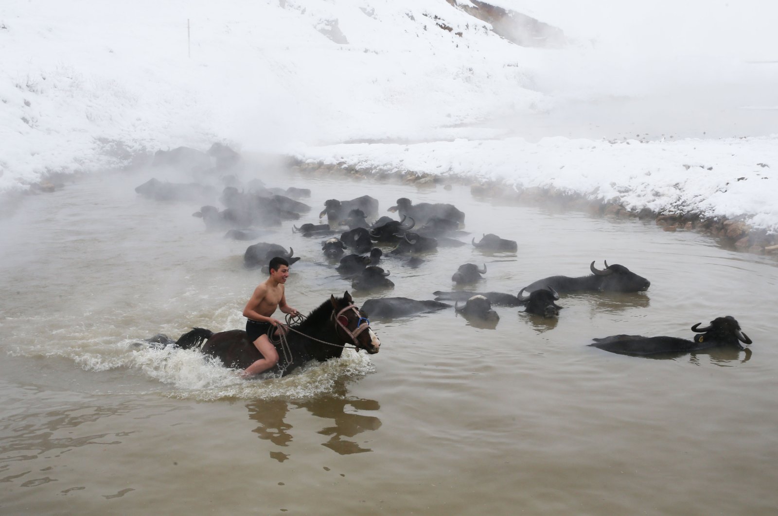 A young man rides a horse next to buffalos in the spring in Bitlis, eastern Turkey, Jan. 4, 2022. (AA PHOTO)