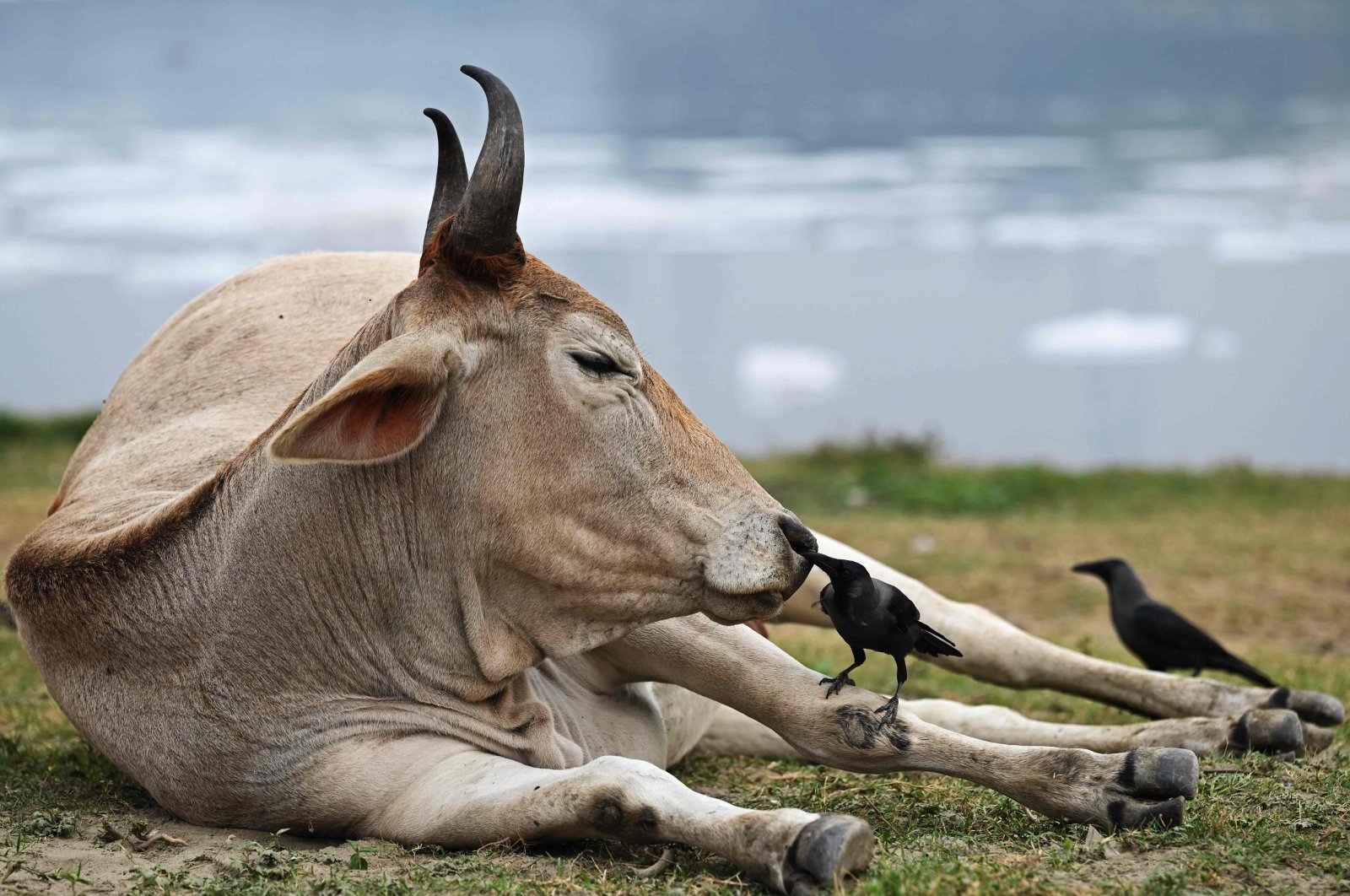 A crow sits on a cow in New Delhi, India, Dec. 26, 2021. (AFP Photo)