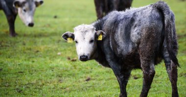 A calf of the Latvian blue cow breed grazes on a pasture at Riga Zoo&#039;s affiliate Ciruli in Kalvene, Latvia, Nov. 13, 2021. (AFP Photo)