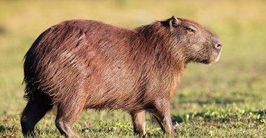 A capybara. (Shutterstock Photo)