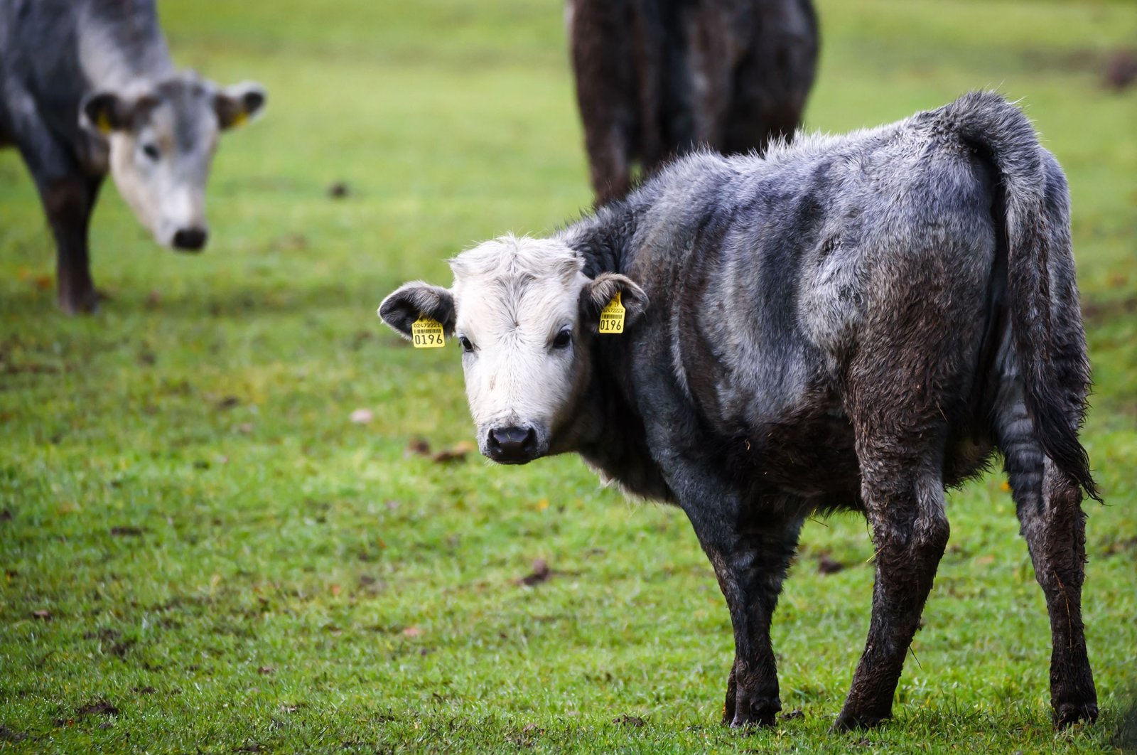Kembalinya kelompok sapi biru: Sapi berwarna simbolis Latvia telah kembali