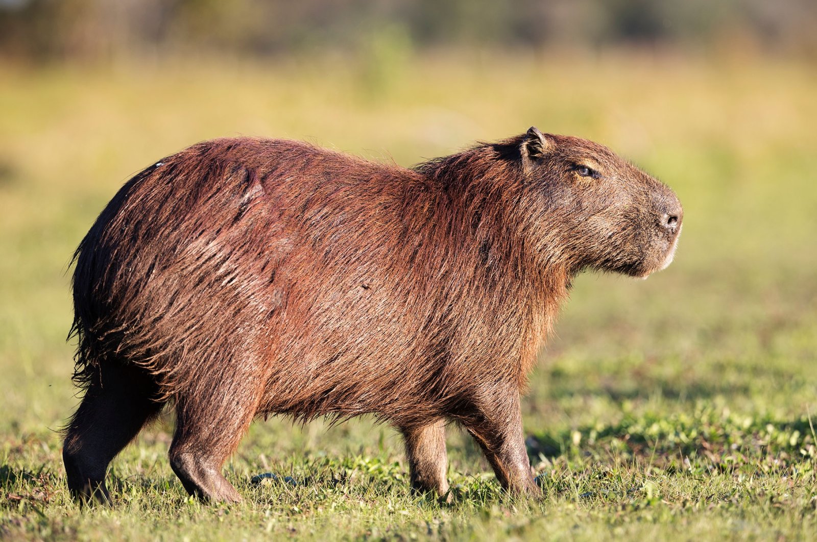 A capybara. (Shutterstock Photo)