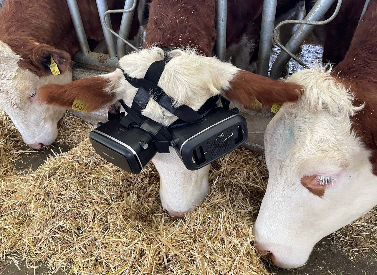 A cow fitted with a VR headset, in Aksaray, central Turkey, Jan. 6, 2022. (AA PHOTO)