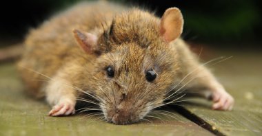 A Belgian NGO has trained African giant pouched rats to detect tuberculosis.