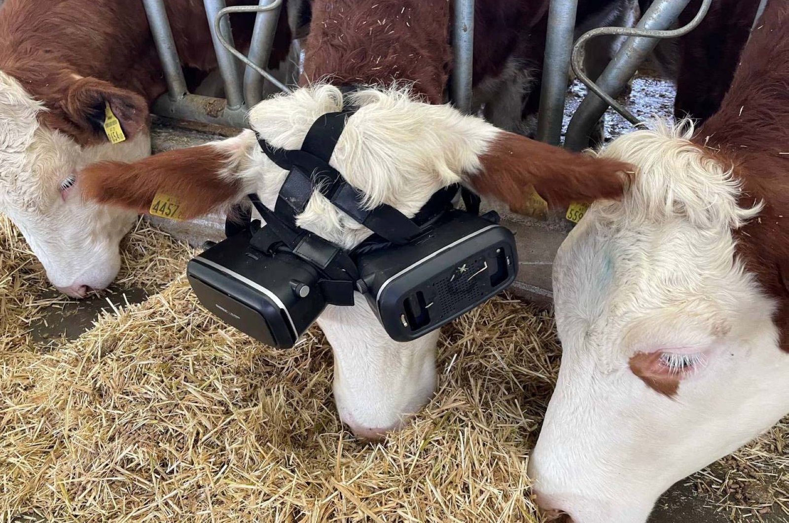Turkish farmer tries virtual reality for more cow's milk | Daily Sabah
