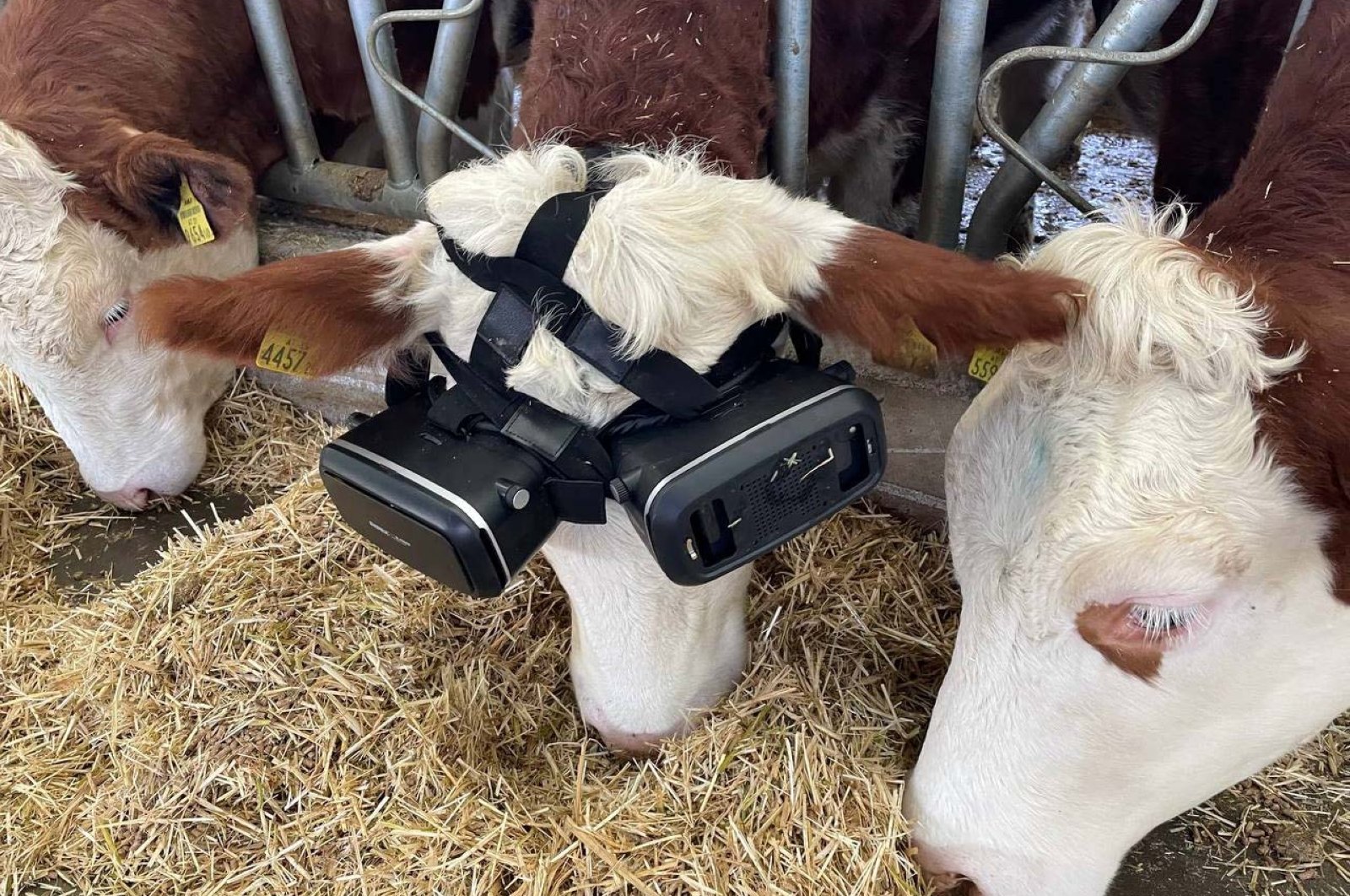 Turkish Farmer Tries Virtual Reality For More Cow s Milk Daily Sabah