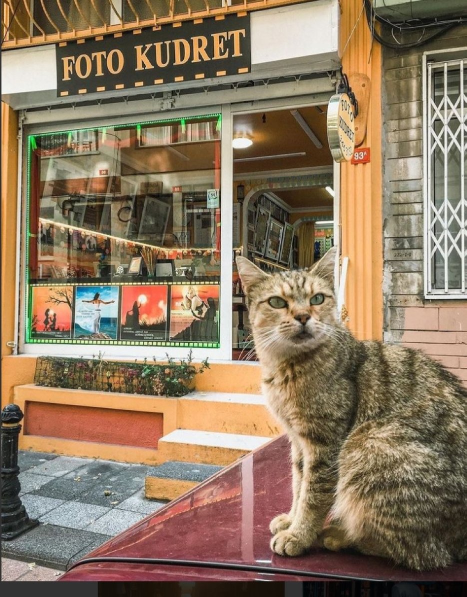 Yeldeğirmeni berarti 