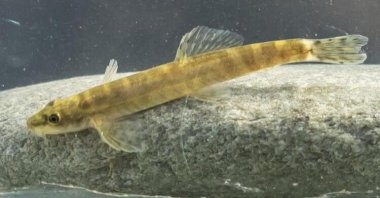 A view of the loach, in Batman, southeastern Turkey, Jan. 7, 2022. (DHA PHOTO) 