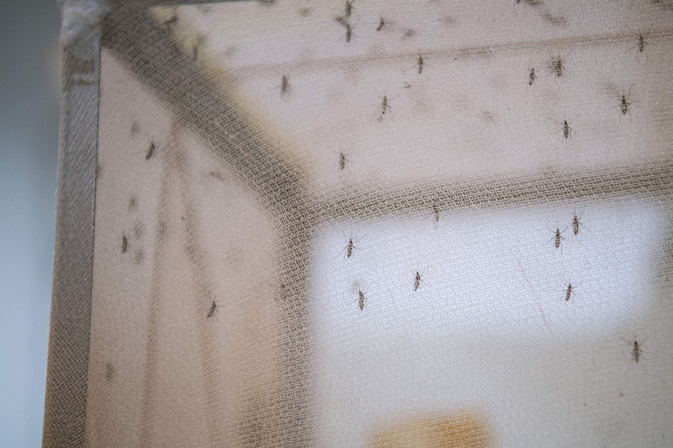 Mosquitos fly in a cage covered with a net in a lab at Stockholm University, Sweden, Dec. 15, 2021. (AFP Photo)
