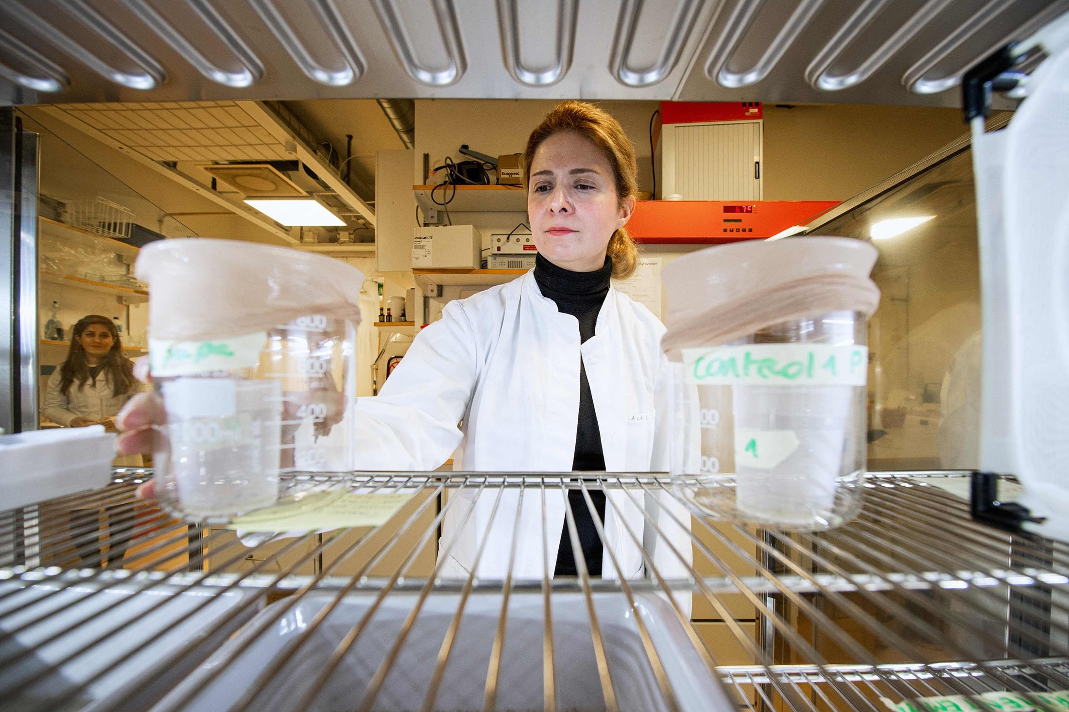 Researcher Noushin Emami examines water-filled containers with larvae at her lab in Stockholm University, Sweden, Dec. 15, 2021. (AFP Photo)