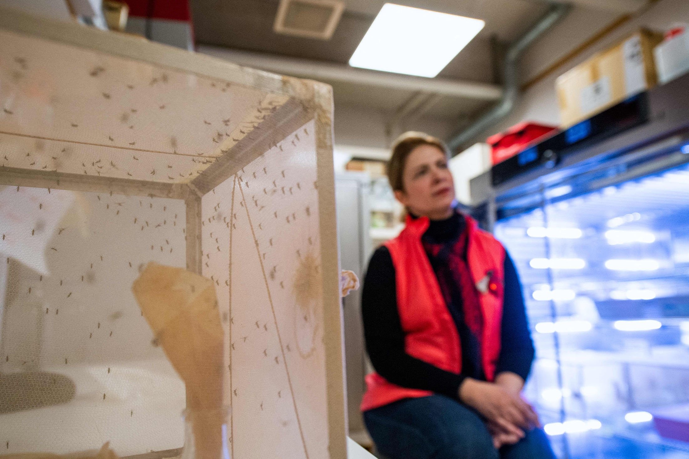Researcher Noushin Emami is pictured next to a cage covered with nets containing mosquitoes at her lab in Stockholm University, Sweden, Dec. 15, 2021. (AFP Photo)