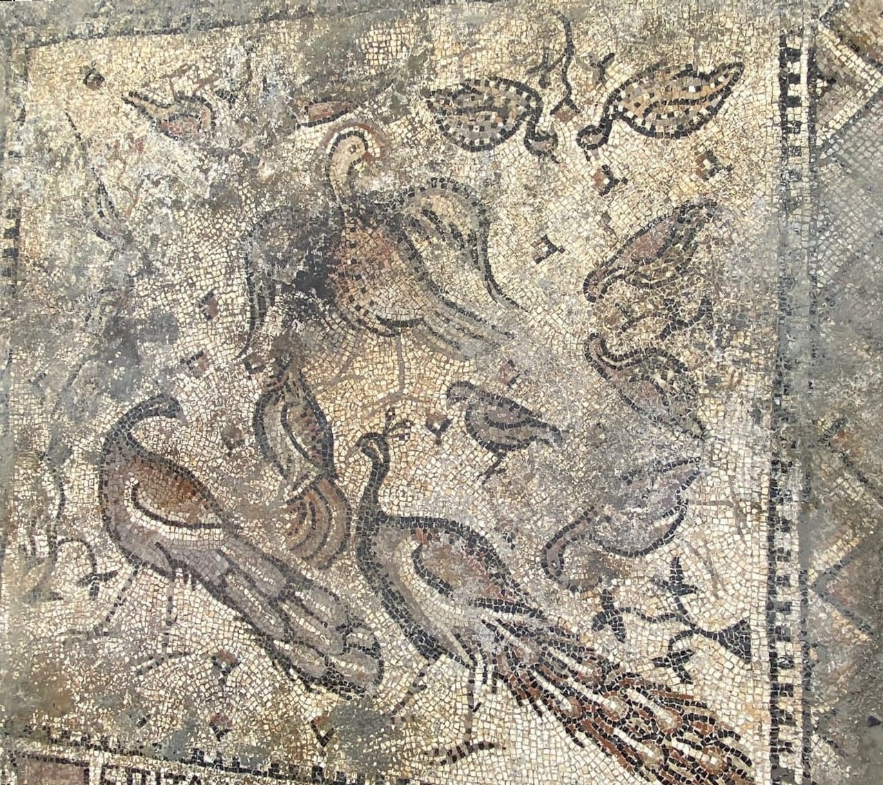 A close-up of peacocks depicted in the mosaic at the Church of the Holy Apostles, Hatay, southern Turkey, Jan. 10, 2022. (AA)