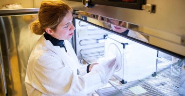 Researcher Noushin Emami checks cages holding mosquitoes and covered with nets at her lab in Stockholm University, Sweden, Dec. 15, 2021. (AFP Photo)